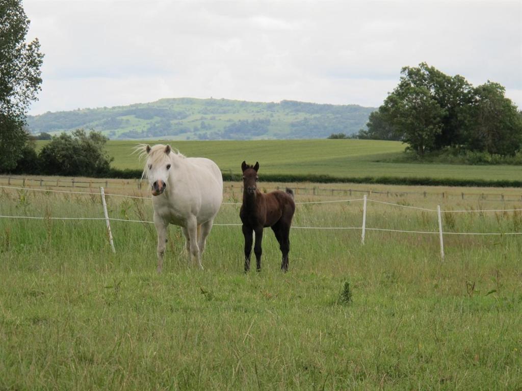 Bluebell Farm Bed & Breakfast Upton upon Severn Bagian luar foto